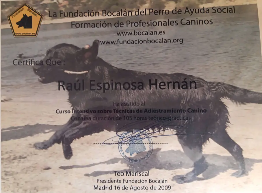 Certificado de curso intensivo de adiestramiento canino
