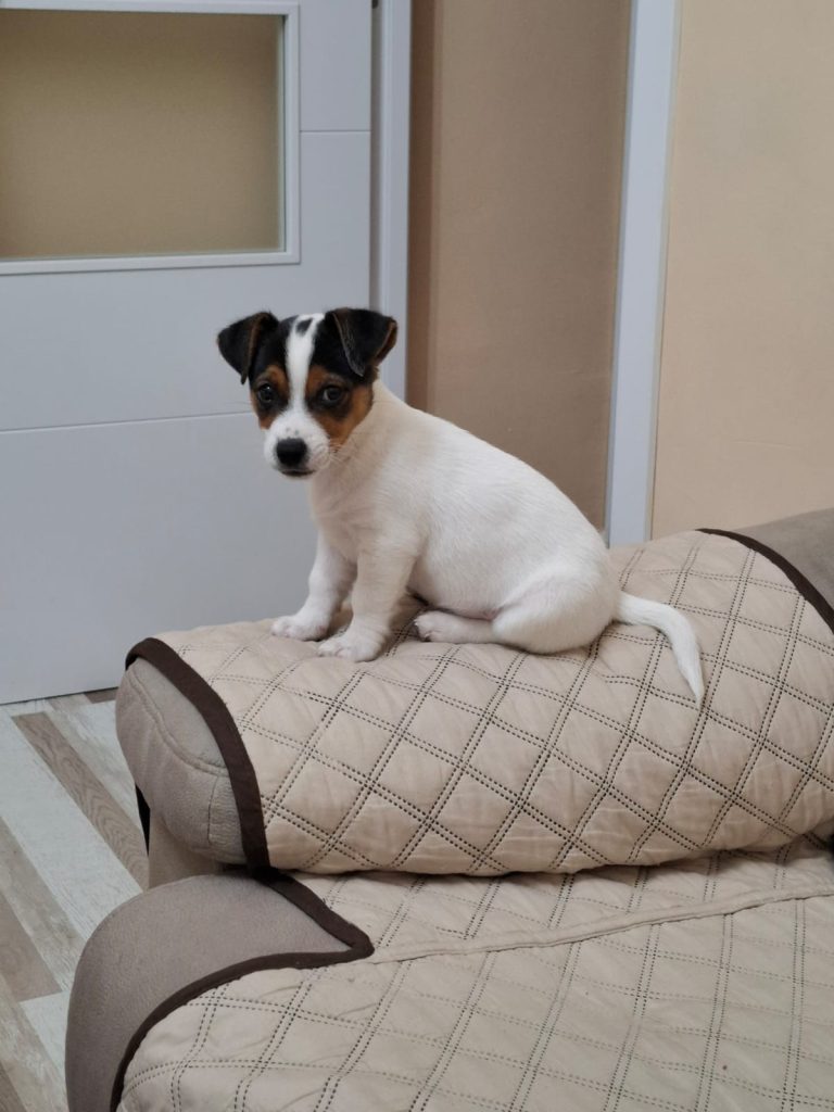 Cachorro blanco con manchas oscuras sentado sobre un cojín.