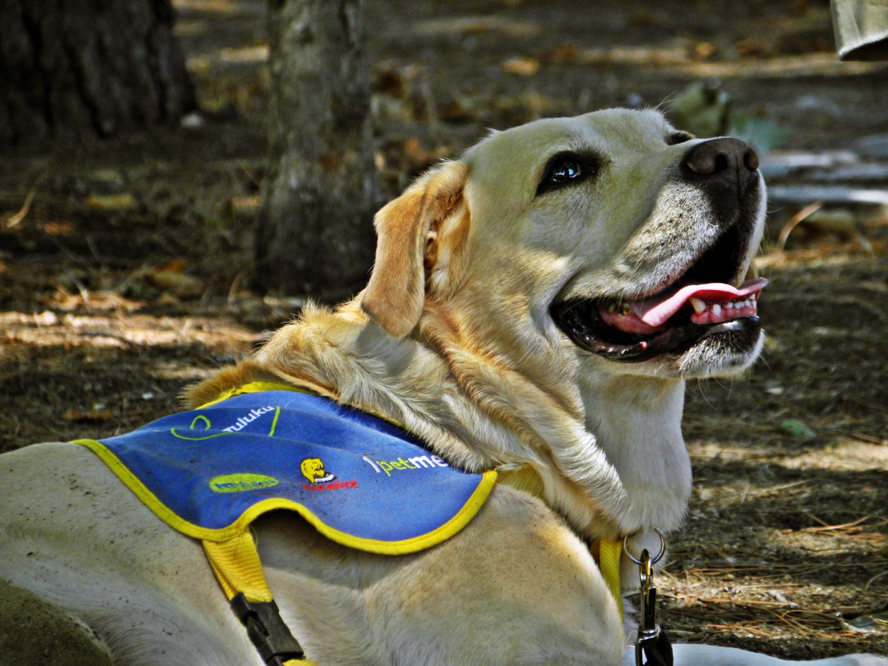 Perro de pelaje claro con chaleco azul y amarillo, mirando hacia arriba.