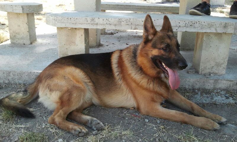 Perro pastor alemán tumbado bajo una mesa de picnic de hormigón.