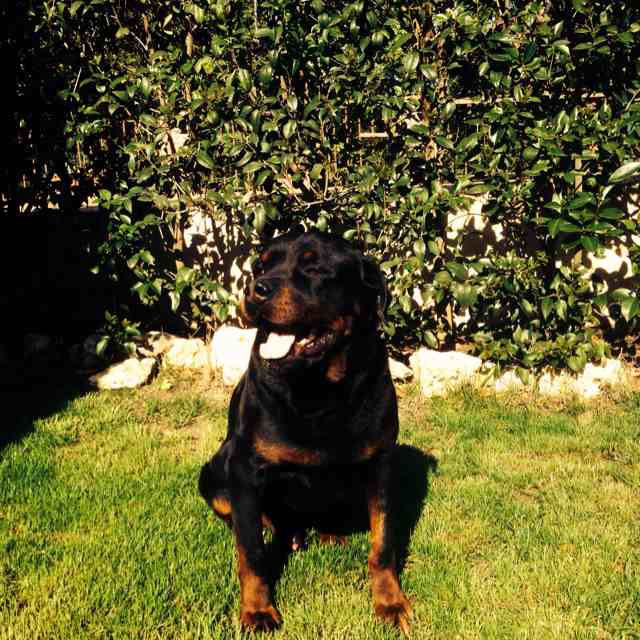 Perro negro y marrón sentado sobre el césped frente a un seto frondoso.