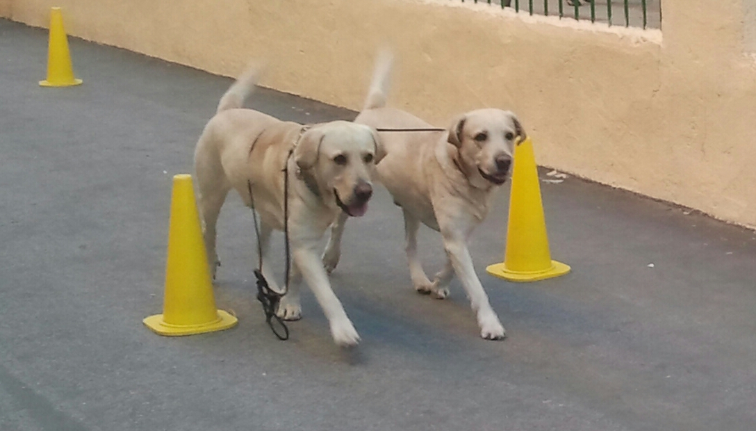 Dos perros claros trabajan entre conos de entrenamiento sobre un suelo gris.