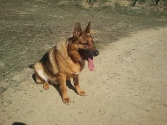 Perro pastor alemán sentado en un camino de tierra, con la boca abierta.