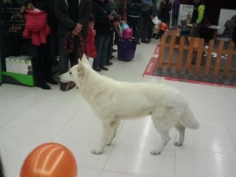 Perro blanco de pie en un espacio interior con objetos al fondo.