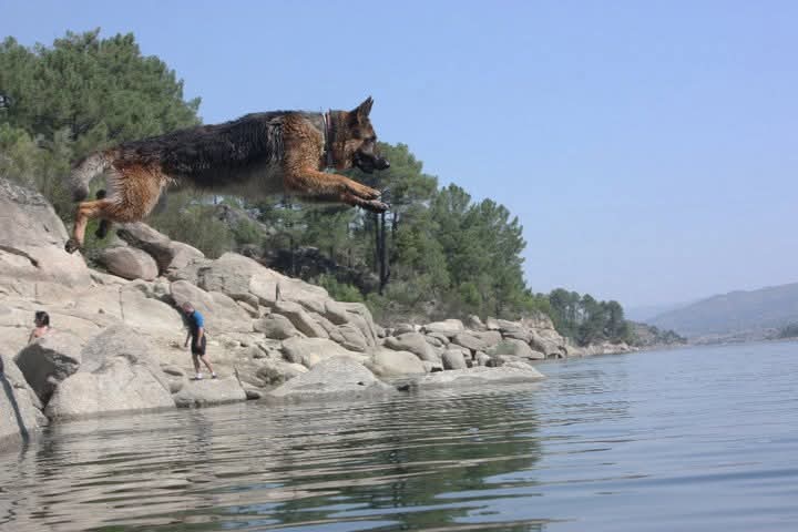 Perro saltando sobre rocas en una orilla.