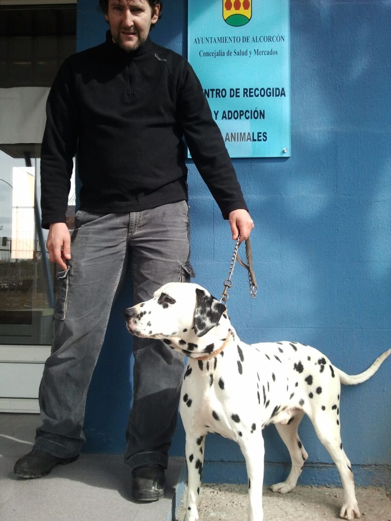 Hombre sostiene la correa de un dálmata frente a un cartel del Ayuntamiento de Alcorcón.