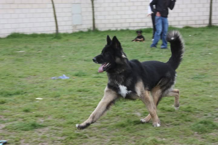 Perro oscuro en una zona de césped.