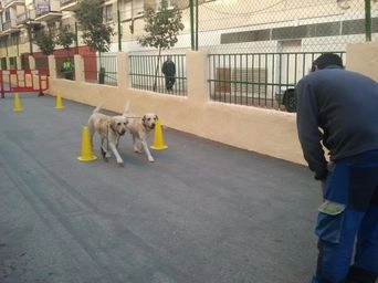 Foto real de un taller de la Escuela Canina Guau Madrid