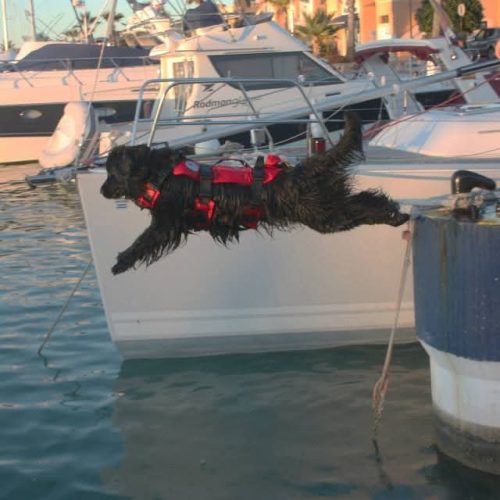 Perro negro con arnés rojo salta junto a una embarcación sobre el agua.