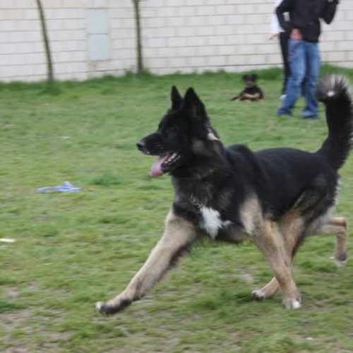 Pista de adiestramiento de la escuela canina Guau Madrid en Alcorcón