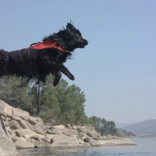 Perro negro con arnés rojo salta sobre rocas junto a un lago.