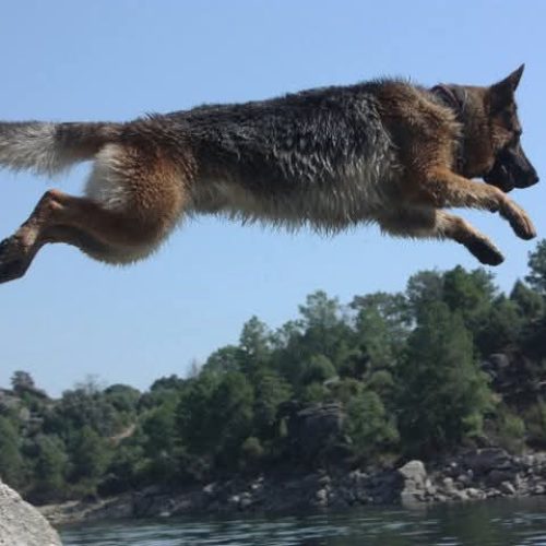 Perro de pelaje oscuro y marrón salta sobre un río; hay árboles al fondo.