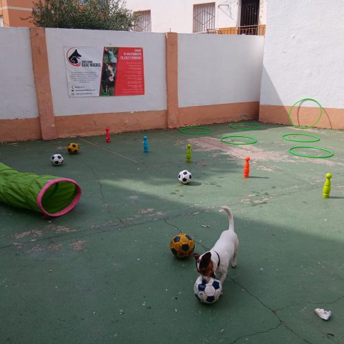 Perro blanco y negro junto a conos y un túnel de entrenamiento en un patio.
