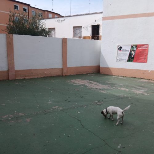 Perro blanco en un patio pavimentado rodeado de muros.